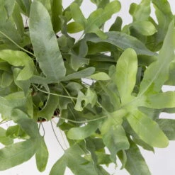 Phlebodium Aureum 'Blue Star', Topf-Ø 12 Cm, Höhe Ca. 30 Cm, 3er-Set -Garten Sicht Verkäufe 0220190146 Phlebodium aureum Blue Star 3er Set 7