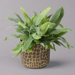 Phlebodium Aureum Mit Übertopf Goldprint, Topf-Ø 12 Cm, Höhe Ca. 30 Cm, 2er-Set -Garten Sicht Verkäufe 0220190172 Phlebodium in Keramiktopf Goldprint 12cmT H30cm 2er Set Bunnik 3 117643