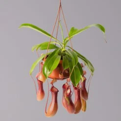 Kannenpflanze, 8-12 Kannen, In Blumenampel, Topf-Ø 14 Cm