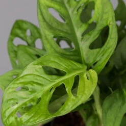 Monstera Adansonii Mit Keramiktopf Dallas Weiß, Topf-Ø 12 Cm, Höhe Ca. 25 Cm -Garten Sicht Verkäufe 0220350063 Monstera adansonii Dallas weiss 42