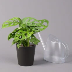 Monstera Adansonii Inkl. Topf Dallas Anthrazit, Topf-Ø 12 Cm, Höhe Ca. 25 Cm -Garten Sicht Verkäufe 0220350066 Monstera adan Dallas anthrazit 32