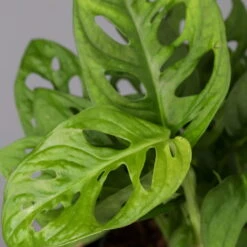 Monstera Adansonii Inkl. Topf Dallas Anthrazit, Topf-Ø 12 Cm, Höhe Ca. 25 Cm -Garten Sicht Verkäufe 0220350066 Monstera adan Dallas anthrazit 42