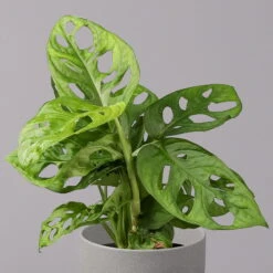 Monstera Adansonii, Topf-Ø 12 Cm, Höhe Ca. 25 Cm, 3er-Set -Garten Sicht Verkäufe 0220350068 Monstera adansonii T12 3er Set 2