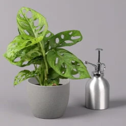 Monstera Adansonii, Topf-Ø 12 Cm, Höhe Ca. 25 Cm, 3er-Set -Garten Sicht Verkäufe 0220350068 Monstera adansonii T12 3er Set 3