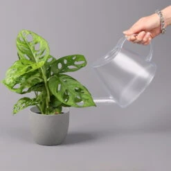 Monstera Adansonii, Topf-Ø 12 Cm, Höhe Ca. 25 Cm -Garten Sicht Verkäufe 0220350069 Monstera adansonii1 T12 3