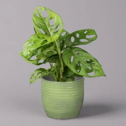 Monstera Adansonii In Keramiktopf Bergamo Grün, Topf-Ø 12 Cm, Höhe Ca. 25 Cm