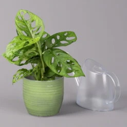 Monstera Adansonii In Keramiktopf Bergamo Grün, Topf-Ø 12 Cm, Höhe Ca. 25 Cm -Garten Sicht Verkäufe 0220350098 Monstera adans in Uebertopf Bergamo gruen 3