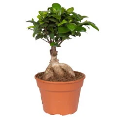 Ficus Microcarpa 'Ginseng', Topf-Ø 17 Cm, Höhe Ca. 40 Cm