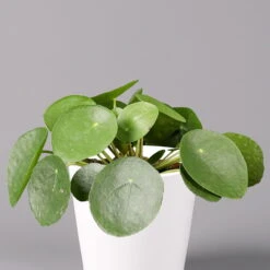 Pilea Peperomioides In Topf Dallas Weiß, Topf-Ø 12 Cm, Höhe Ca. 20 Cm, 3er-Set -Garten Sicht Verkäufe 0220450140 Pilea peperomioides Dallas weiss 2