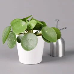 Pilea Peperomioides In Topf Dallas Weiß, Topf-Ø 12 Cm, Höhe Ca. 20 Cm -Garten Sicht Verkäufe 0220450175 Pilea peperomioides Dallas weiss 32