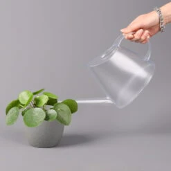 Pilea Peperomioides, Topf-Ø 12 Cm, Höhe Ca. 20 Cm, 3er-Set -Garten Sicht Verkäufe 0220450177 Pilea peperomoides T12 3