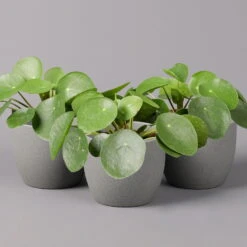 Pilea Peperomioides, Topf-Ø 12 Cm, Höhe Ca. 20 Cm, 3er-Set