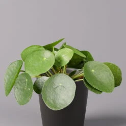 Pilea Peperomioides In Topf Anthrazit, Topf-Ø 12 Cm, H: Ca. 20 Cm, 2er-Set -Garten Sicht Verkäufe 0220450181 Pilea peperomioides Dallas anthrazit 2