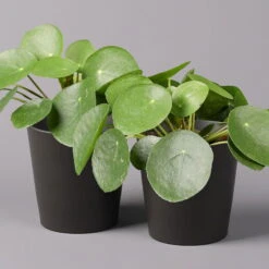 Pilea Peperomioides In Topf Anthrazit, Topf-Ø 12 Cm, H: Ca. 20 Cm, 2er-Set