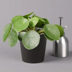 Pilea Peperomioides In Topf Anthrazit, Topf-Ø 12 Cm, H: Ca. 20 Cm, 2er-Set -Garten Sicht Verkäufe 0220450181 Pilea peperomioides Dallas anthrazit 3