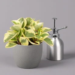 Peperomia, Verschiedene Arten Nach Verfügbarkeit, Topf-Ø 12 Cm, Höhe Ca. 20 Cm -Garten Sicht Verkäufe 0220450196 Peperomia Mix 12cm 3er Set 3