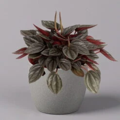Peperomia, Verschiedene Arten Nach Verfügbarkeit, Topf-Ø 12 Cm, Höhe Ca. 20 Cm -Garten Sicht Verkäufe 0220450196 Peperomia Mix 12cm 3er Set 4