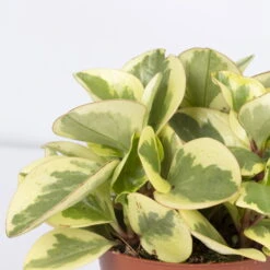 Peperomia, Verschiedene Arten Nach Verfügbarkeit, Topf-Ø 12 Cm, Höhe Ca. 20 Cm -Garten Sicht Verkäufe 0220450196 Peperomia Mix 3er Set 2