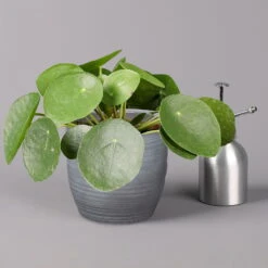Pilea Peperomioides In Keramiktopf Bergamo Grau, Topf-Ø 12 Cm, Höhe Ca. 20 Cm -Garten Sicht Verkäufe 0220450206 Pilea peperom mit Uebertopf Bergamo grau 3