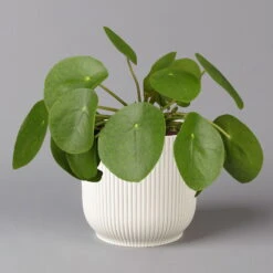 Pilea Peperomioides In Übertopf Vibes Weiß, Topf-Ø 12 Cm, H: Ca. 20 Cm