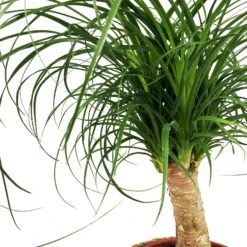 Elefantenfuß In Korb Maki, Topf-Ø 17 Cm, Höhe Ca. 50 Cm -Garten Sicht Verkäufe 0220550439 Beaucarnea rec Stamm im Dekokorb