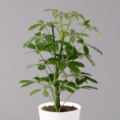 Strahlenaralie 'Nora' Inkl. Übertopf Dallas Weiß, Topf-Ø 13 Cm, 3er-Set -Garten Sicht Verkäufe 0220550536 Schefflera Nora im Topf Dallas weiss 2