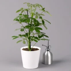 Strahlenaralie 'Nora' Inkl. Übertopf Dallas Weiß, Topf-Ø 13 Cm, 3er-Set -Garten Sicht Verkäufe 0220550536 Schefflera Nora im Topf Dallas weiss 3