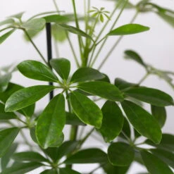 Strahlenaralie 'Nora' Inkl. Übertopf Dallas Weiß, Topf-Ø 13 Cm, 3er-Set -Garten Sicht Verkäufe 0220550536 Schefflera Nora im Topf Dallas weiss 4