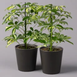 Strahlenaralie 'Gerda' In Keramiktopf Anthrazit, Topf-Ø 13cm, Höhe 55cm, 2er-Set