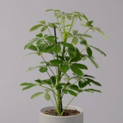 Strahlenaralie 'Nora', Topf 13 Cm Ø, Höhe Ca. 55 Cm, 3er-Set, -Garten Sicht Verkäufe 0220550556 Schefflera ar Nora 3er Set 13cm WS 22