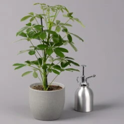 Strahlenaralie 'Nora', Topf 13 Cm Ø, Höhe Ca. 55 Cm, 3er-Set, -Garten Sicht Verkäufe 0220550556 Schefflera ar Nora 3er Set 13cm WS 32