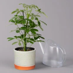 Strahlenaralie 'Nora' In Keramiktopf Lauren Grün, Topf-Ø 13 Cm, Höhe Ca. 45 Cm -Garten Sicht Verkäufe 0220550561 Schefflera Nora mit Uebertopf Lauren gruen 3 113323