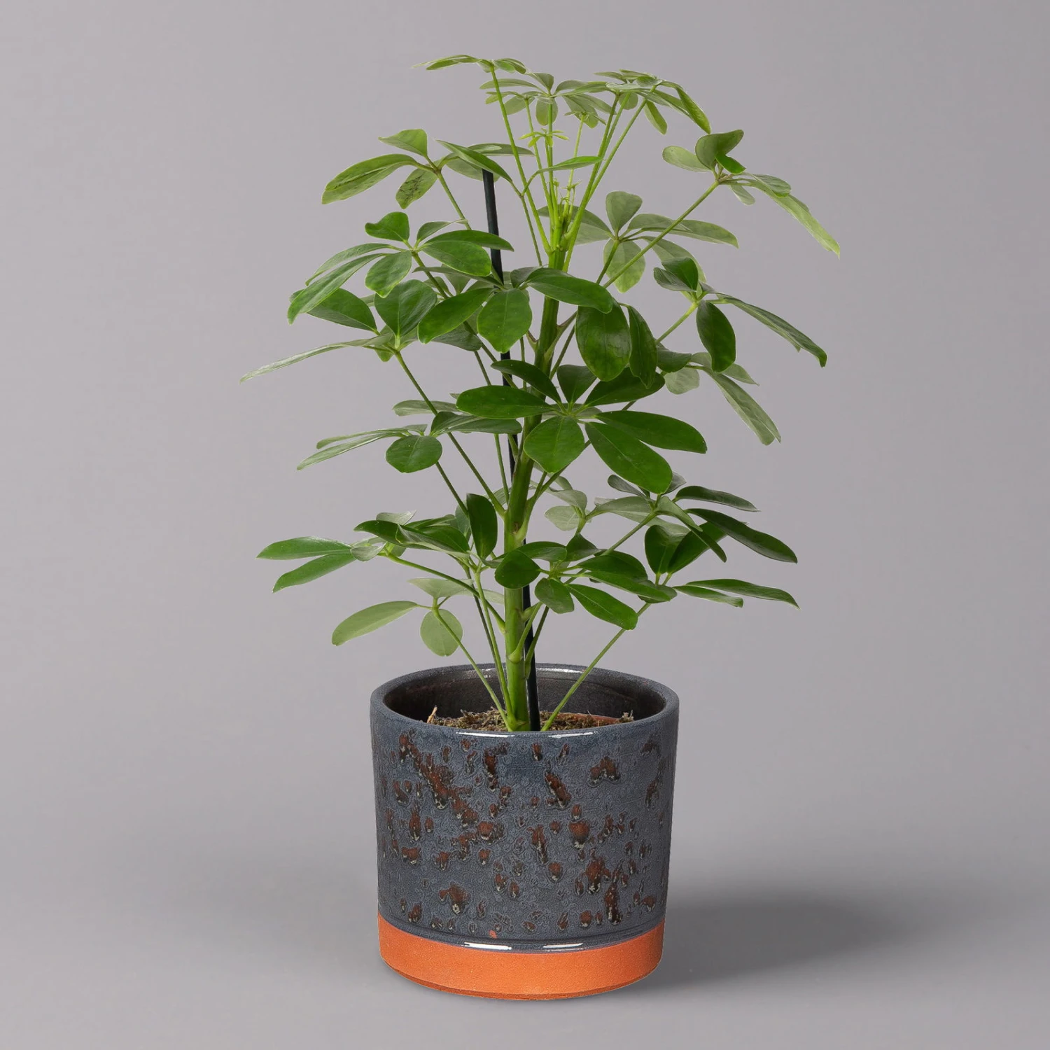 Strahlenaralie 'Nora' In Keramiktopf Lauren Blau, Topf-Ø 13 Cm, Höhe Ca. 45 Cm 1 Strahlenaralie 'Nora' In Keramiktopf Lauren Blau, Topf-Ø 13 Cm, Höhe Ca. 45 Cm