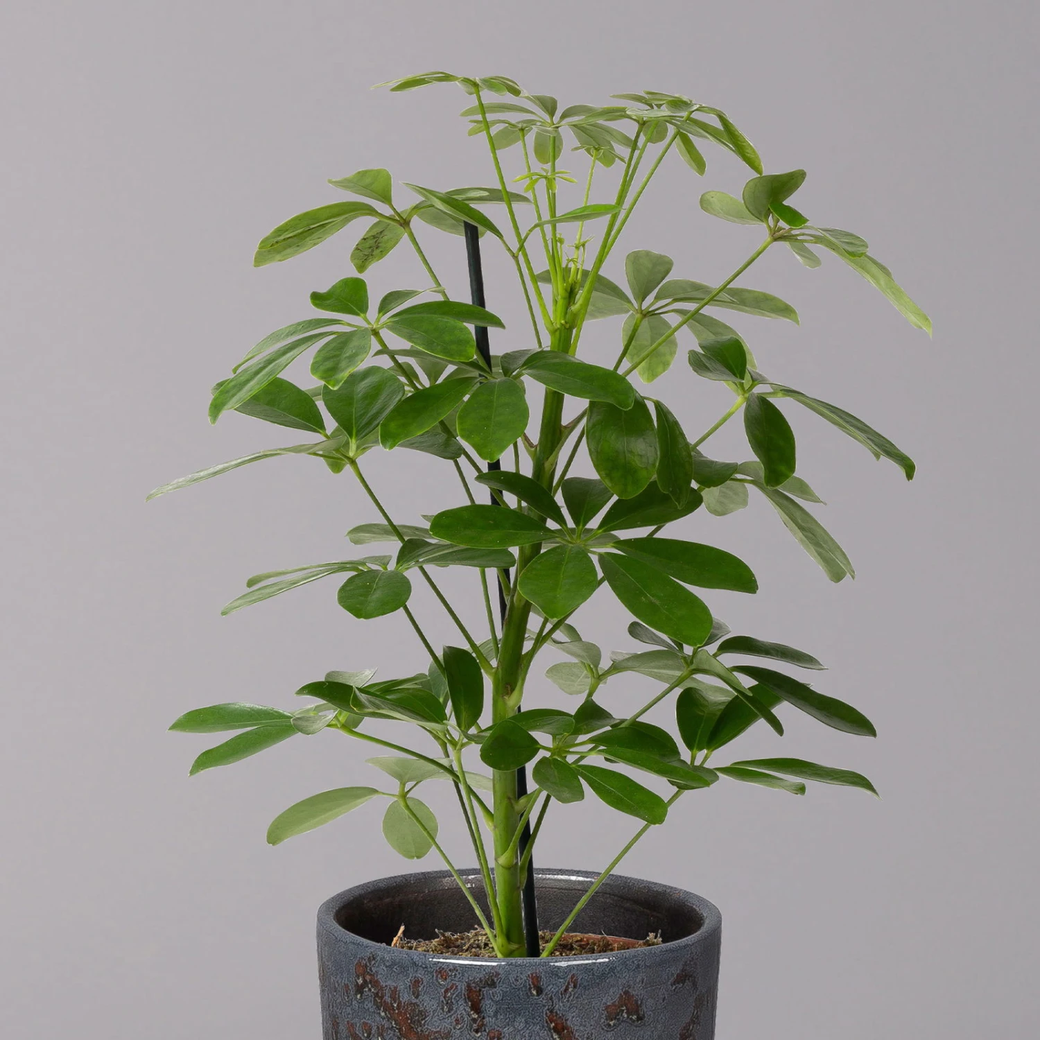 Strahlenaralie 'Nora' In Keramiktopf Lauren Blau, Topf-Ø 13 Cm, Höhe Ca. 45 Cm 2 Strahlenaralie 'Nora' In Keramiktopf Lauren Blau, Topf-Ø 13 Cm, Höhe Ca. 45 Cm – Bild 2