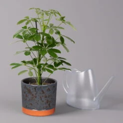 Strahlenaralie 'Nora' In Keramiktopf Lauren Blau, Topf-Ø 13 Cm, Höhe Ca. 45 Cm 8 Strahlenaralie 'Nora' In Keramiktopf Lauren Blau, Topf-Ø 13 Cm, Höhe Ca. 45 Cm -Garten Sicht Verkäufe 0220550562 Schefflera Nora mit Uebertopf Lauren blau 3 113327