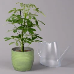 Strahlenaralie 'Nora' In Keramiktopf Bergamo Grün, Topf-Ø 13 Cm, Höhe Ca. 45 Cm -Garten Sicht Verkäufe 0220550563 Schefflera Nora mit Uebertopf Bergamo gruen 3 113331