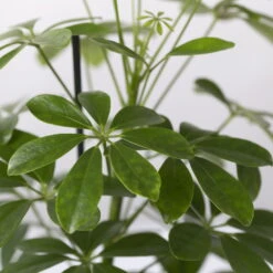 Strahlenaralie 'Nora' In Keramiktopf Bergamo Grün, Topf-Ø 13 Cm, Höhe Ca. 45 Cm -Garten Sicht Verkäufe 0220550563 Schefflera Nora mit Uebertopf Bergamo gruen 4 113332