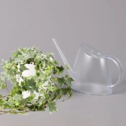 Hedera Helix 'Variegata' In Keramiktopf Dallas Weiß, Topf-Ø 12/13 Cm, 2er-Set -Garten Sicht Verkäufe 0220650237 Hedera weissbunt in Topf Dallas weiss 3