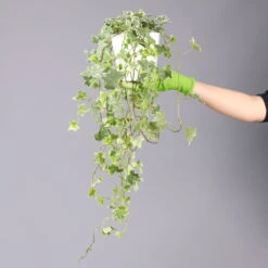 Hedera Helix 'Variegata' In Keramiktopf Dallas Weiß, Topf-Ø 12/13 Cm, 3er-Set -Garten Sicht Verkäufe 0220650237 Hedera weissbunt in Topf Dallas weiss 8 1