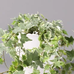 Hedera Helix 'Variegata' In Keramiktopf Dallas Weiß, Topf-Ø 12/13 Cm, 2er-Set -Garten Sicht Verkäufe 0220650237 Hedera weissbunt in Topf Dallas weiss 2 108004