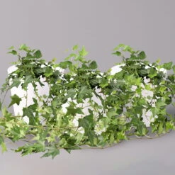 Hedera Helix In Keramiktopf Dallas Weiß, Topf-Ø 12/13 Cm, 3er-Set