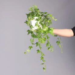 Hedera Helix In Keramiktopf Dallas Weiß, Topf-Ø 12/13 Cm, 3er-Set -Garten Sicht Verkäufe 0220650241 Hedera gruen Elja in Topf Dallas weiss 4 1