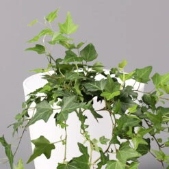 Hedera Helix In Keramiktopf Dallas Weiß, Topf-Ø 12/13 Cm, 3er-Set -Garten Sicht Verkäufe 0220650241 Hedera gruen in Topf Dallas weiss 2