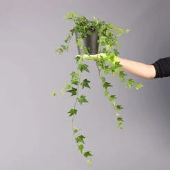 Efeu Inkl. Keramiktopf Dallas Anthrazit, Topf-Ø 12/13 Cm, 2er-Set -Garten Sicht Verkäufe 0220650250 Hedera gruen Elja in Topf Dallas anth 4 1