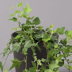 Efeu Inkl. Keramiktopf Dallas Anthrazit, Topf-Ø 12/13 Cm, 2er-Set -Garten Sicht Verkäufe 0220650250 Hedera gruen in Topf Dallas anthrazit 2 1