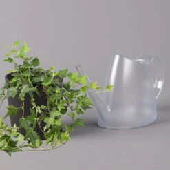 Efeu Inkl. Keramiktopf Dallas Anthrazit, Topf 12/13 Cm Ø -Garten Sicht Verkäufe 0220650250 Hedera gruen in Topf Dallas anthrazit 3