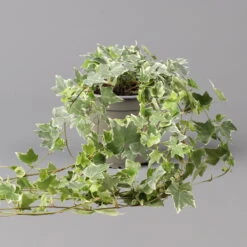 Weißbunter Efeu, Topf-Ø 12/13 Cm, 3er-Set -Garten Sicht Verkäufe 0220650275 Hedera weissbunt T12 13 3er Set 1 123946