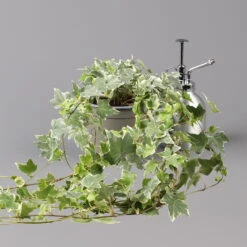 Weißbunter Efeu, Topf-Ø 12/13 Cm, 3er-Set -Garten Sicht Verkäufe 0220650275 Hedera weissbunt T12 13 3er Set 2 123945