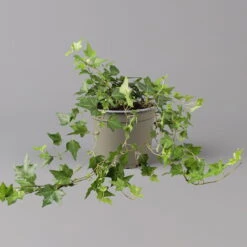 Efeu, Topf-Ø 12/13 Cm, 3er-Set -Garten Sicht Verkäufe 0220650276 Hedera gruen T12 13 3er Set 1 123949