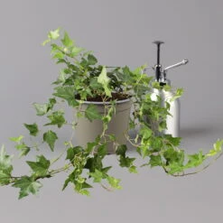 Efeu, Topf-Ø 12/13 Cm, 3er-Set -Garten Sicht Verkäufe 0220650276 Hedera gruen T12 13 3er Set 2 123948